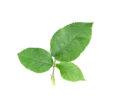 Green leaf on a white Stock Photos