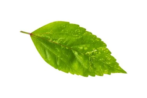 Green Leaf on White Stock Photos