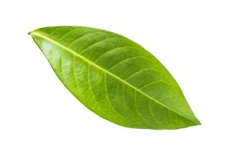 Green Leaf on White Stock Photos