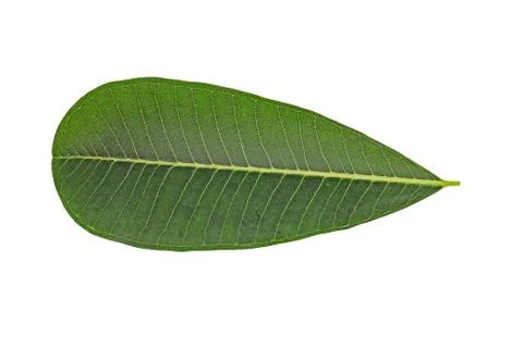 Green Leaf on White Stock Photos