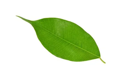 Green leaf on a white Stock Photos