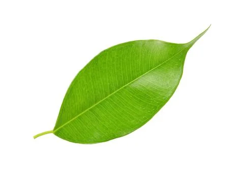 Green leaf on a white Stock Photos