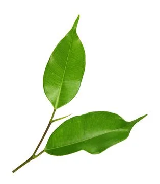Green leaf on a white Stock Photos