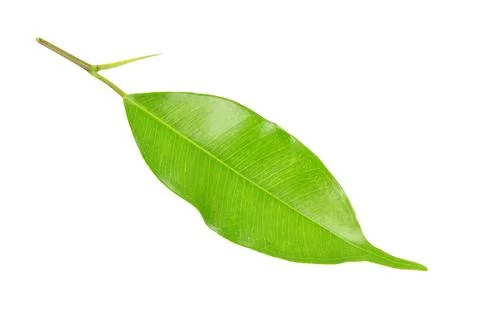 Green leaf on a white Foto stock