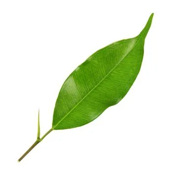 Green leaf on a white Fotos Stock