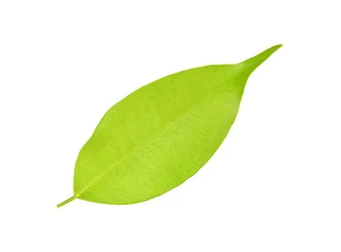 Green leaf on a white Stock Photos