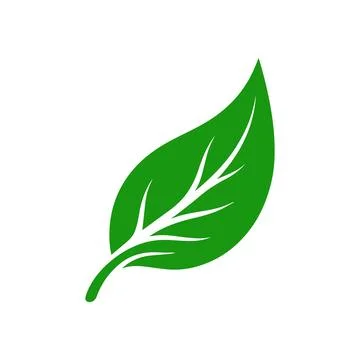 A green leaf with white veins on a plain white background Vector, illustratio Stock Illustration