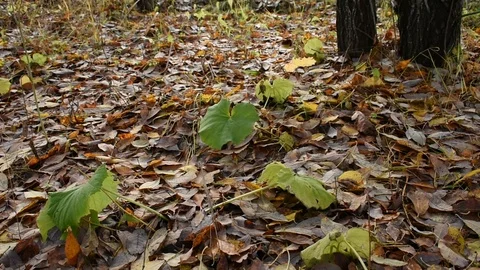Green leaf in the wind among fallen leaves Stock Footage 117898288