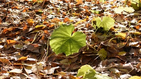 Green leaf in the wind among fallen leaves, close-up Stock Footage 117898390