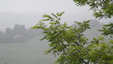 Green leaf in a wind day. tempest and fog day with leaves. Stock-Footage 241316984