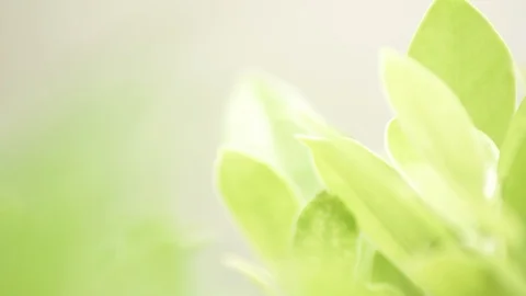 Green leaf in the wind dreamy look Stock Footage 93855811
