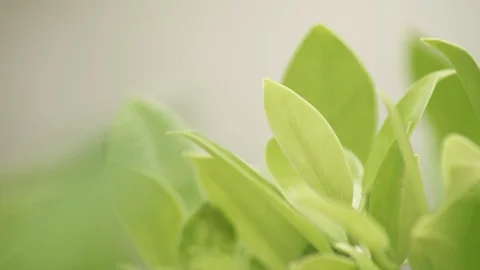 Green leaf in the wind dreamy look Stock Footage 93856596