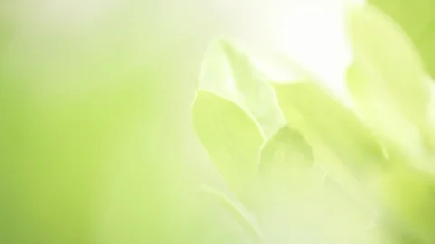 Green leaf in the wind dreamy look Stock Footage 93856969