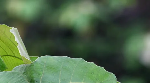 Green Leaf in The Wind Stock Footage 31096020