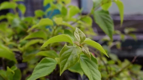 Green leaf in the wind Stock Footage 69781210