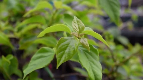 Green leaf in the wind Stock Footage 69781338