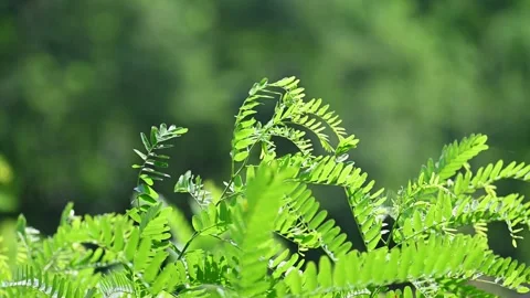 Green leaf in the wind Video stock 282993652