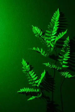 Green Leaf - Winter Fern Stock Photos
