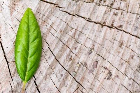 A green leaf on a wood Stock Photos