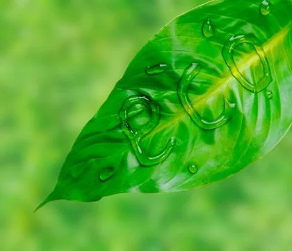 Green leaf with word eco Stock Photos