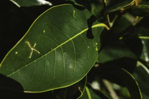 Green leaf with an x mark on its surface Stock Photos