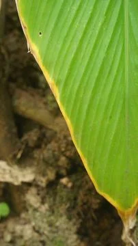 Green Leaf with Yellow Edge close up on Blurry Earth Ground Background Stock Photos