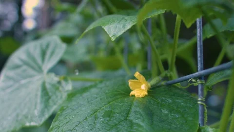 Green Leaf Yellow Flower Rain 库存影片 93768946