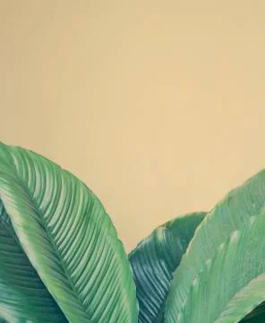 Green leaf with yellow wall Stock Photos