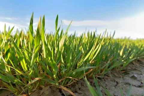 Green leaf of young wheat Stock Photos