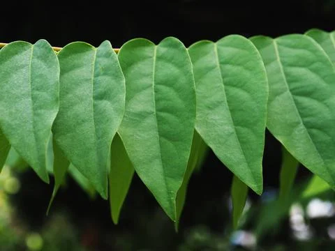 Green leafe macro for background greenery and grow plants Stock Photos