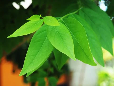 Green leafe macro for background greenery and grow plants Stock Photos