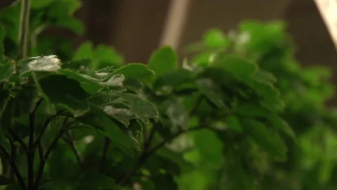 Green Leafed Plant Video stock 136210739