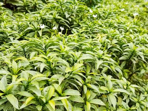 Green Leafed Plants Stock Photos