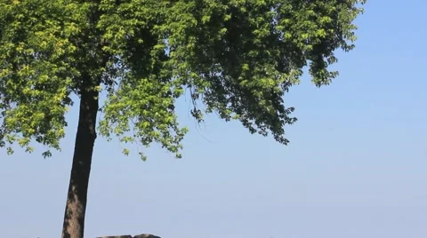 Green leafed tree with blue sky Vidéo 45417397