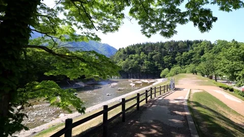 Green leafed tree by river Stock Footage 234243540
