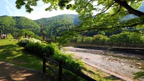 Green leafed tree by river near suspension bridge Stock Footage 234243484