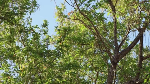 Green leafed trees blowing gently in the wind in the afternoon Stock Footage 250438735