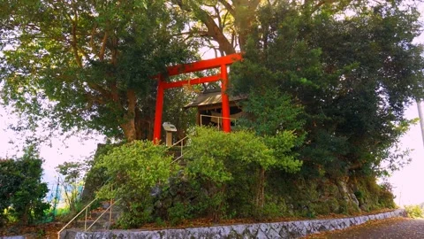 Green leafed trees Stock Footage 235652590