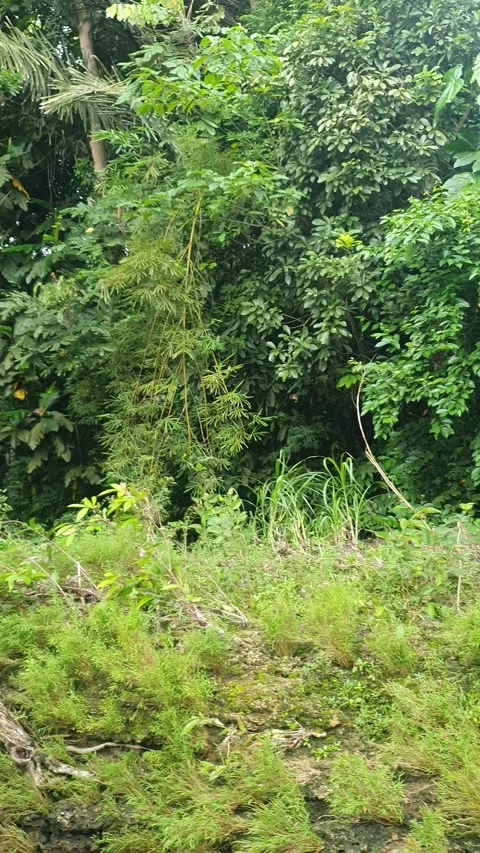 Green leafed trees growing wild Video stock 312290463