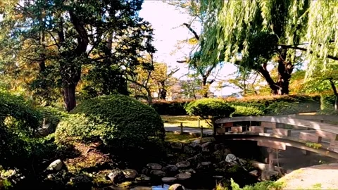 Green leafed trees in the park Stock Footage 234445597