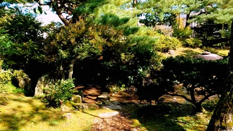Green leafed trees in park Stock Footage 234445982