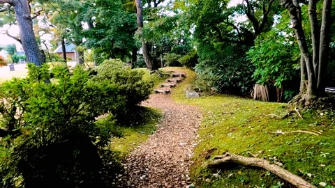 Green leafed trees in park Stock Footage 234446258