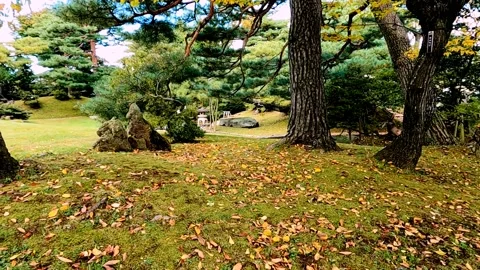 Green leafed trees in park Stock Footage 234446261