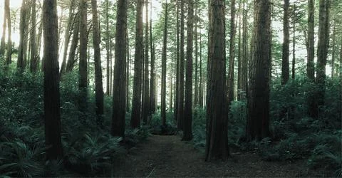 Green Leafed Trees Stock Photos