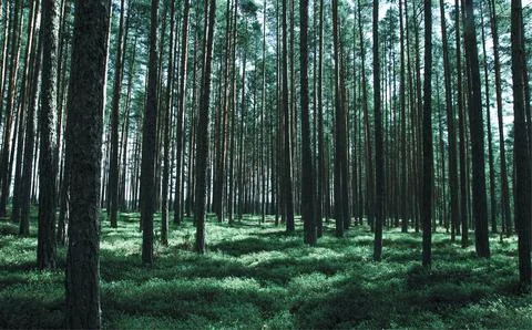Green Leafed Trees Stock Photos