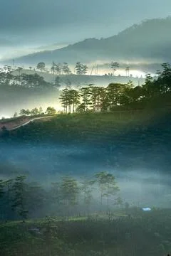 Green-leafed Trees Stock Photos