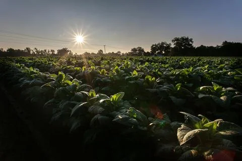 Green-leafed Vegetable Garden Stock Photos