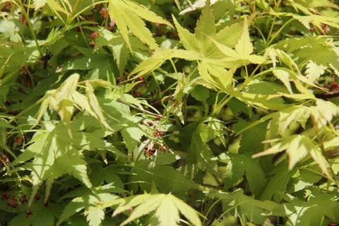 Green leafes close up Stock Photos