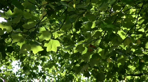 Green leafes moving in the wind 库存影片 511067