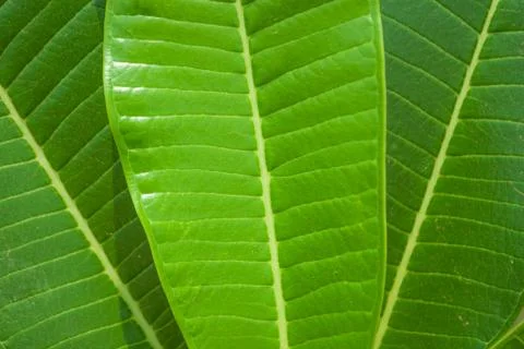 Green leafes Stock Photos